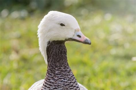 Ganso Emperador Retrato De Cerca Anser Canagicus Foto Premium