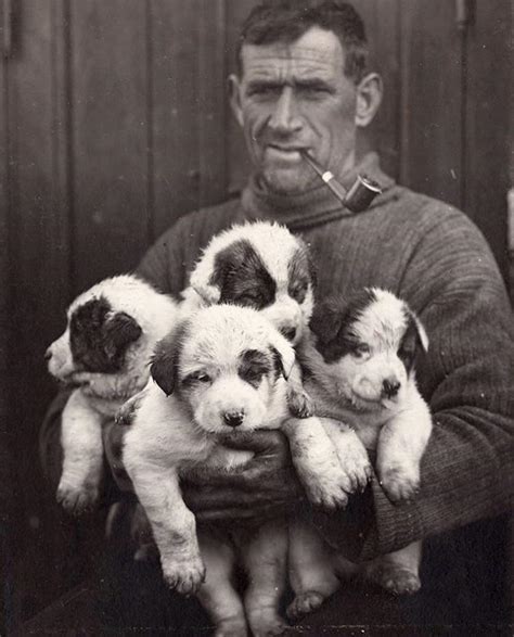 Irish Sailor Tom Crean With An Armful Of Sled Dog Puppies During The