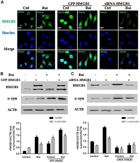 Frontiers Hmgb1 Mediates Autophagy Dysfunction Via Perturbing Beclin1