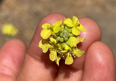 Mustard Seed And Prepared Mustard 6 Facts And Benefits