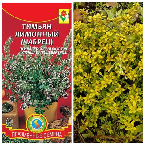 Лимонный тимьян (чабрец) — отличное украшение для садового участка