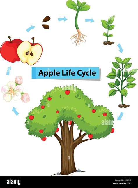 Apple Plant Life Cycle