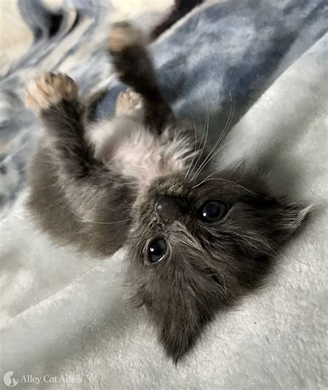 New government funding will soon benefit local cat shelters 3