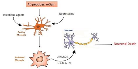 Acute and Chronic Inflammation: Microglia in Neuroprotection and Neurodegeneration