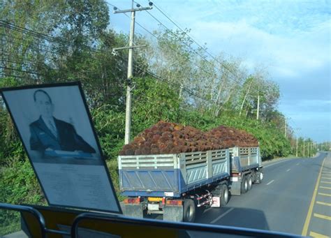 Lorries Full Of Bunches Of Palm Fruit For Making Palm Oil Langkawi To