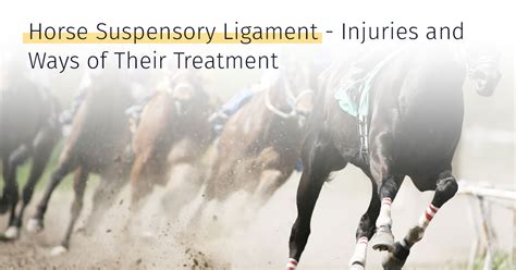 Suspensory Ligament Injury In Horses And The Treatment