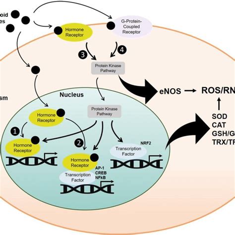 Antioxidant Properties Of Sex Hormones In The Brain Occur Through The