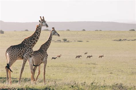 Three Giraffes On Brown Grass Field · Free Stock Photo