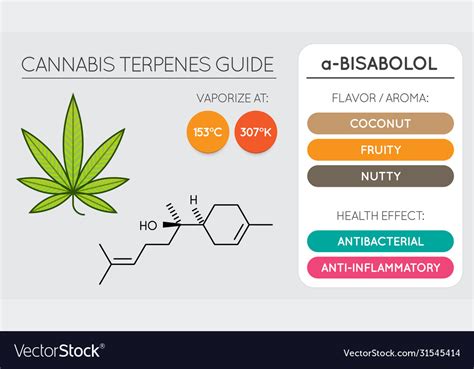 Cannabis Terpene Guide Information Chart Aroma Vector Image