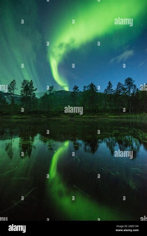 Aurora Borealis Over Trees Reflecting In Water This Coloured Light