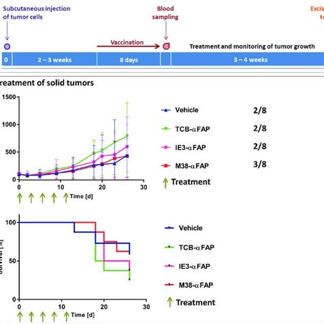 Solid Tumor Model A Schedule For The Subcutaneous Mc Tumor Model