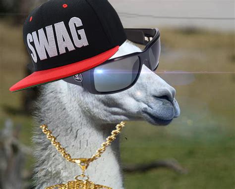 Albino Llama Swag By 972otev On Deviantart