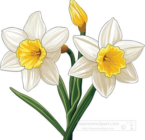 Flower Clipart Daffodil Flowers