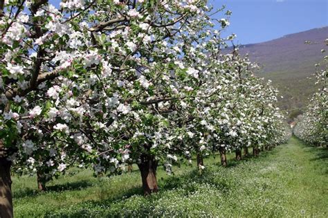 Premium Photo | Spring in orchard