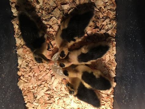 Black and White Magpie ducklings for sale North Saanich & Sidney , Victoria