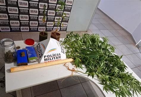 Pm De Vazante Apreende P S De Maconha Cultivados Em Casa No Bairro