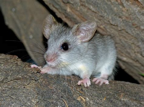 Black Tailed Tree Rat Thallomys Nigricauda Juvenile Flickr