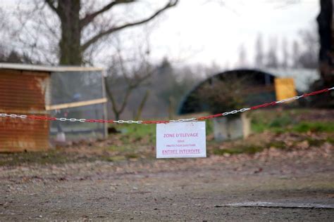 Grippe aviaire 19 communes de plus concernées par l abattage dans le