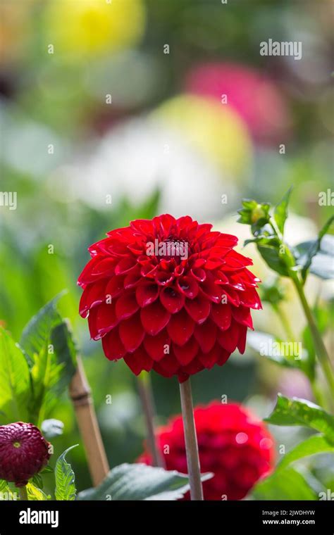 A Rich Red Coloured Pom Pom Dahlia Flower In An English Country Garden