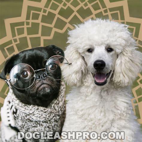 Pug Poodle Mix: Complete Guide - Dog Leash Pro