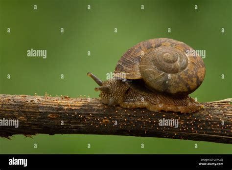 A Brown Snail On A Dry Twig Diffused Green Back Ground Horizontal