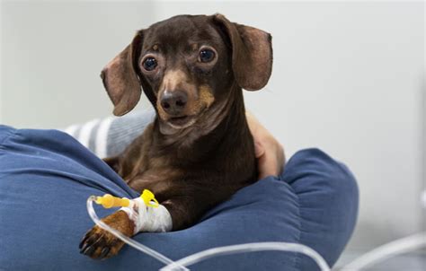 Cane Vomita Schiuma Bianca Cause E Rimedi