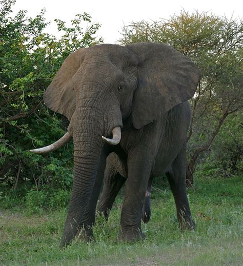 African Bush Elephant Real Life Power Level World Wiki Fandom