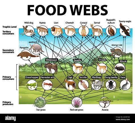 Education Poster Of Biology For Food Webs Diagram Illustration Stock