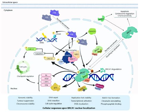 BRCA1 Localization And Molecular Functions Upon DNA Damage DNA Damage