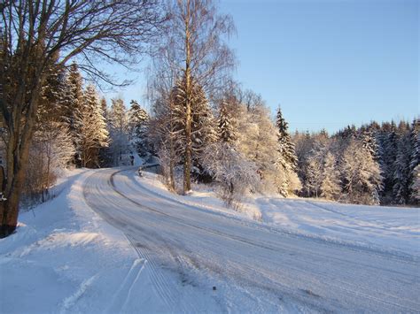 Banco De Imagens Panorama árvore Floresta Neve Inverno Branco