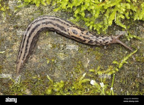 Limax Maximus Great Grey Leopard Slug Mollusc Nature Natural Wild