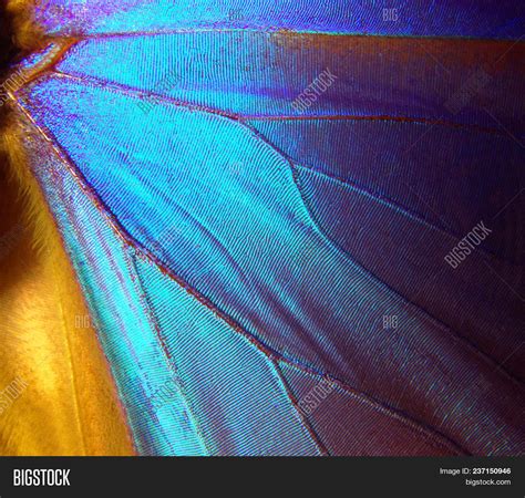 Wings Butterfly Morpho Image & Photo (Free Trial) | Bigstock