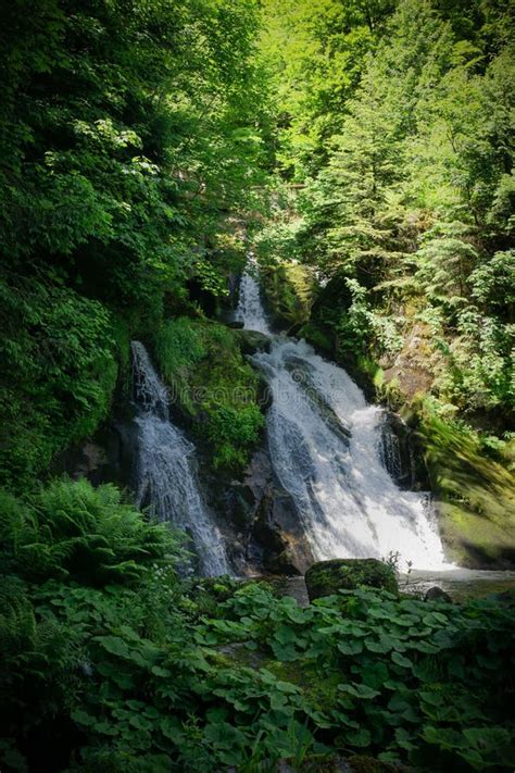 Vertical Shot Of The Triberg Waterfall Covered By Lush Green Trees And