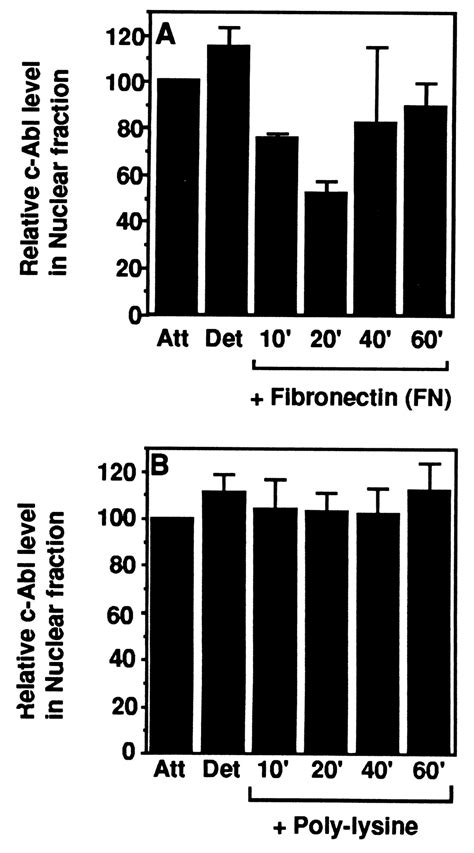 Integrin Regulation Of C Abl Tyrosine Kinase Activity And Cytoplasmic