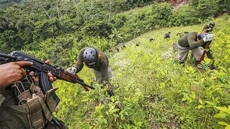 As Se Erradican Cultivos De Hoja De Coca En El Alto Huallaga Peru