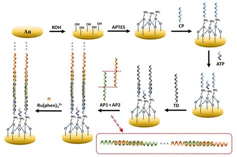 APTES Modified Remote Self Assembled DNA Based Electrochemical