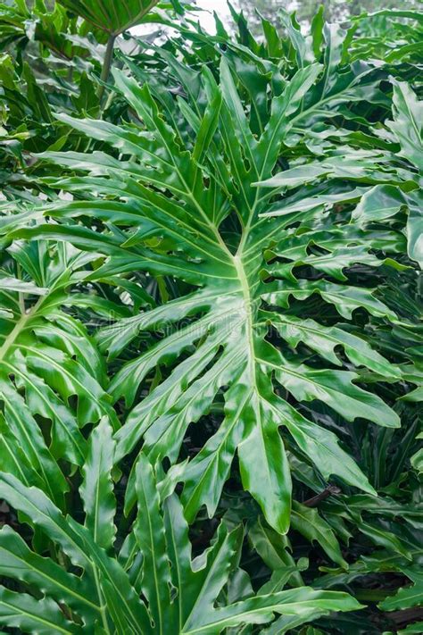 Cerrar La Toma Vertical De Hojas Verdes De Plantas Tropicales Foto De