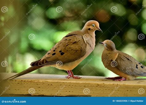 A Pair Of Mourning Doves Busy In Foreplay Before Mating Stock Photo