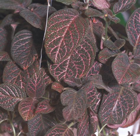 Episcia ‘kee Wee Gesneriad Reference Web