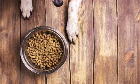 Grain-Free Dog Food and Heart Disease: A Look at the Bigger Picture