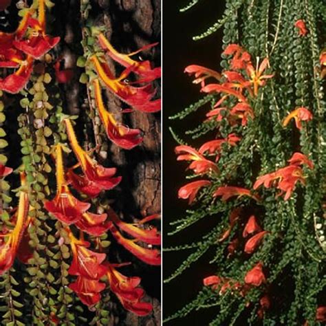 Columnea microphylla