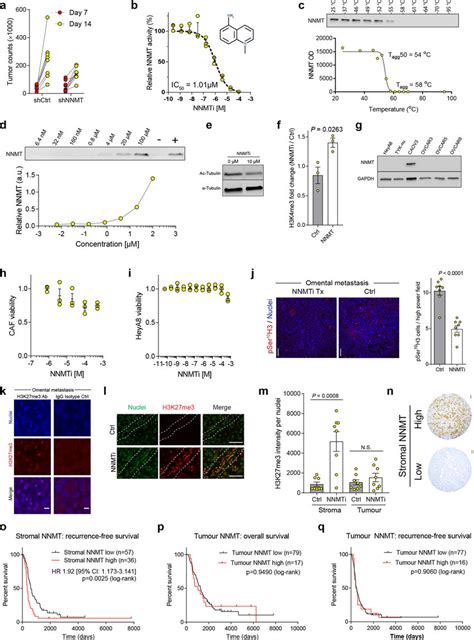 Nnmt Inhibition A Raw Tumour Luminescence Values Of Heya Caf