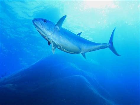 World Tuna Day Emphasizes The Importance Of Tuna To Fish Lovers