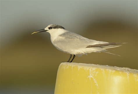Sandwich Tern by Baz Scampion - BirdGuides