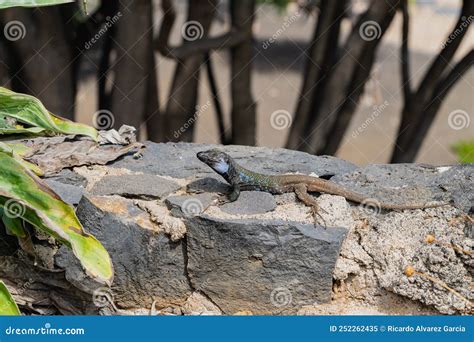 Gallotia Galloti Endemic Lizard Of The Islands Of Tenerife And La