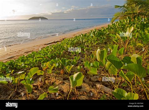 South Pacific Fiji Kadavu West Coast Beach Of Dravuni Island Stock