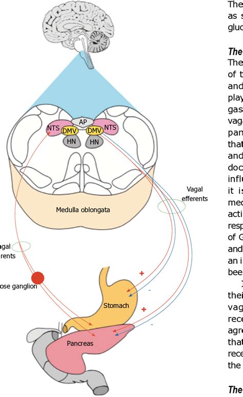 Vasovagal Model And The Dual Excitatory And Inhibitory Pathways From