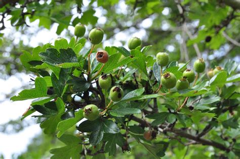 Hawthorn Facts and Health Benefits