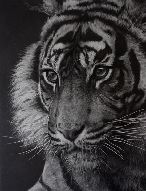 Hyper Realistic Pencil Drawings Of Animals