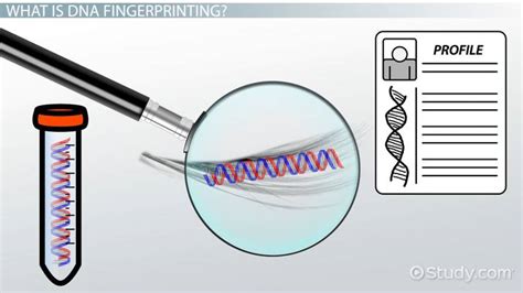 What is DNA Fingerprinting? - Process & Uses - Video & Lesson ...